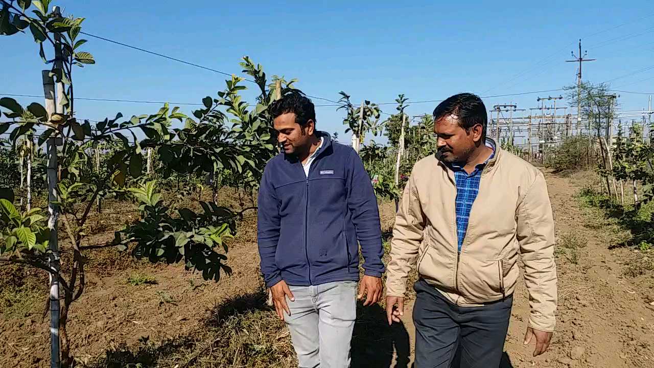 Ratlam fruit farmer disappointed