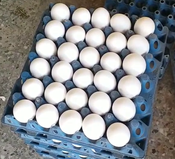 Egg business affected by bird flu