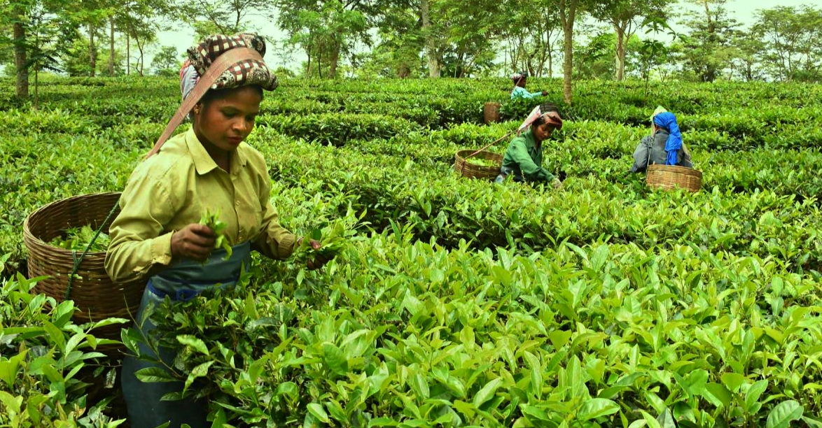 ৰাজ্যৰ চাহ শ্ৰমিক সকললৈ বিশেষ পেকেজ ঘোষণা বিত্ত মন্ত্ৰী নিৰ্মলা সীতাৰমণৰ