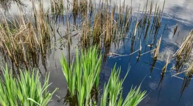 World wetland day