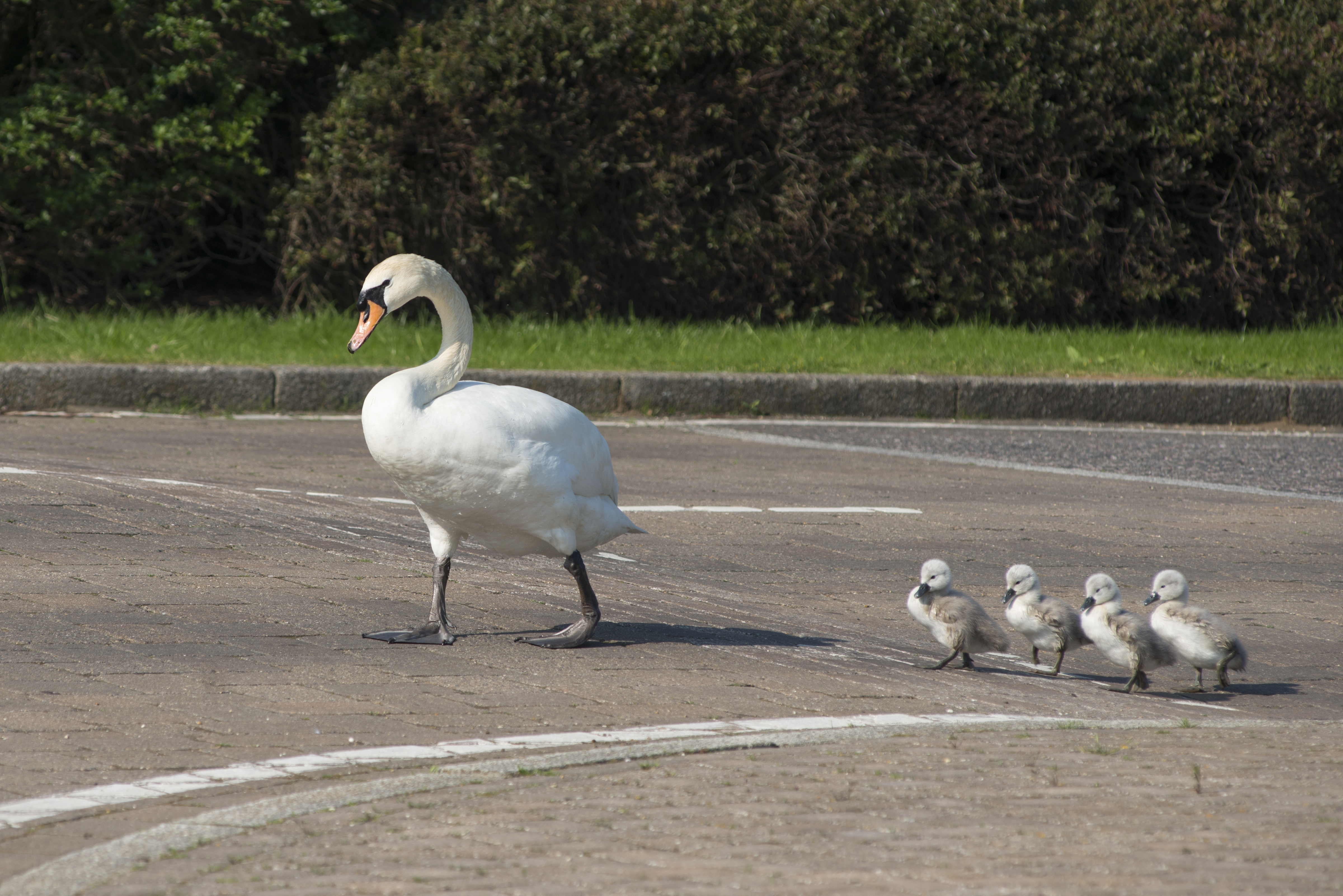 effect of noise pollution on birds ,ffect of noise pollution on animals