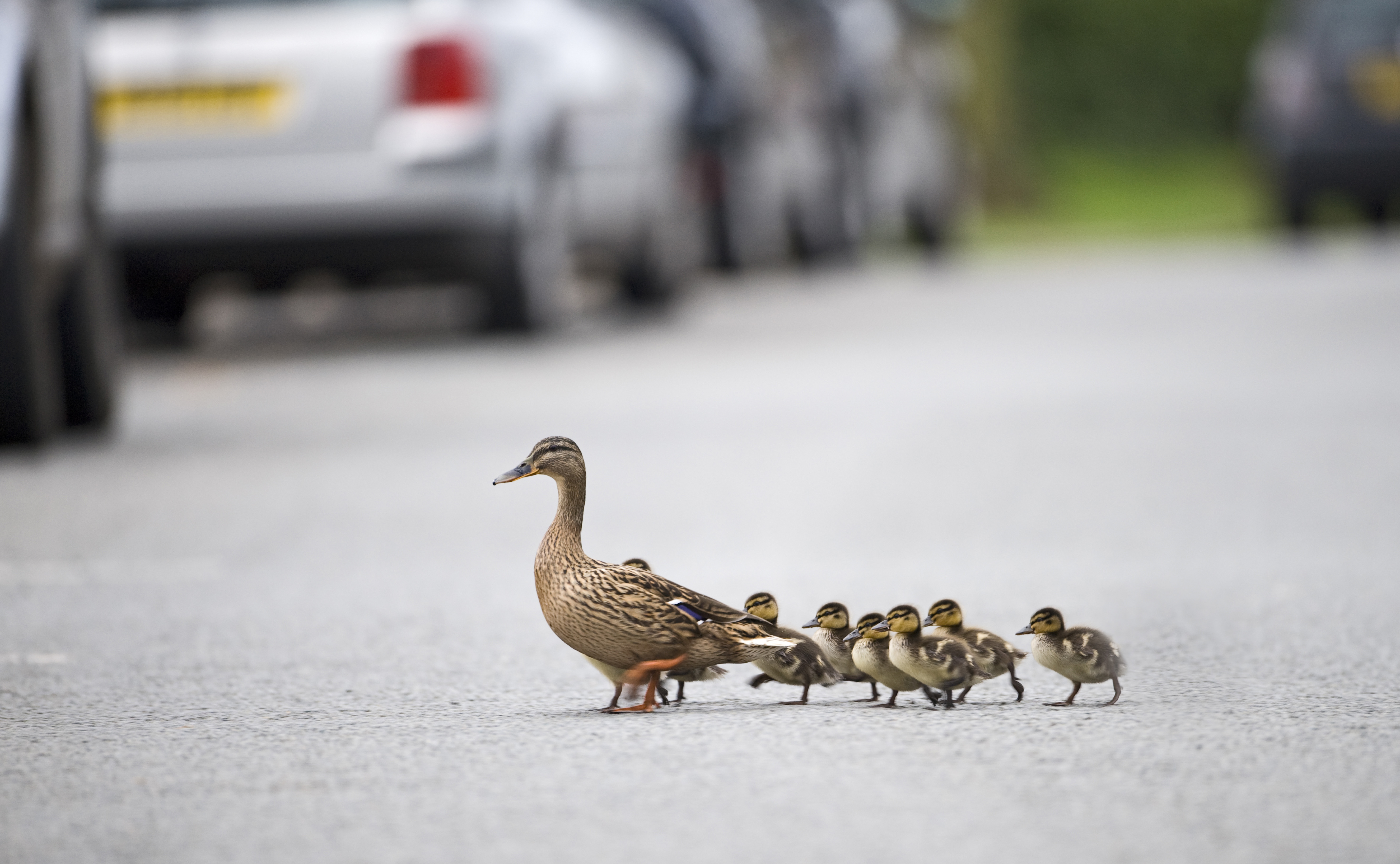 effect of noise pollution on birds ,ffect of noise pollution on animals