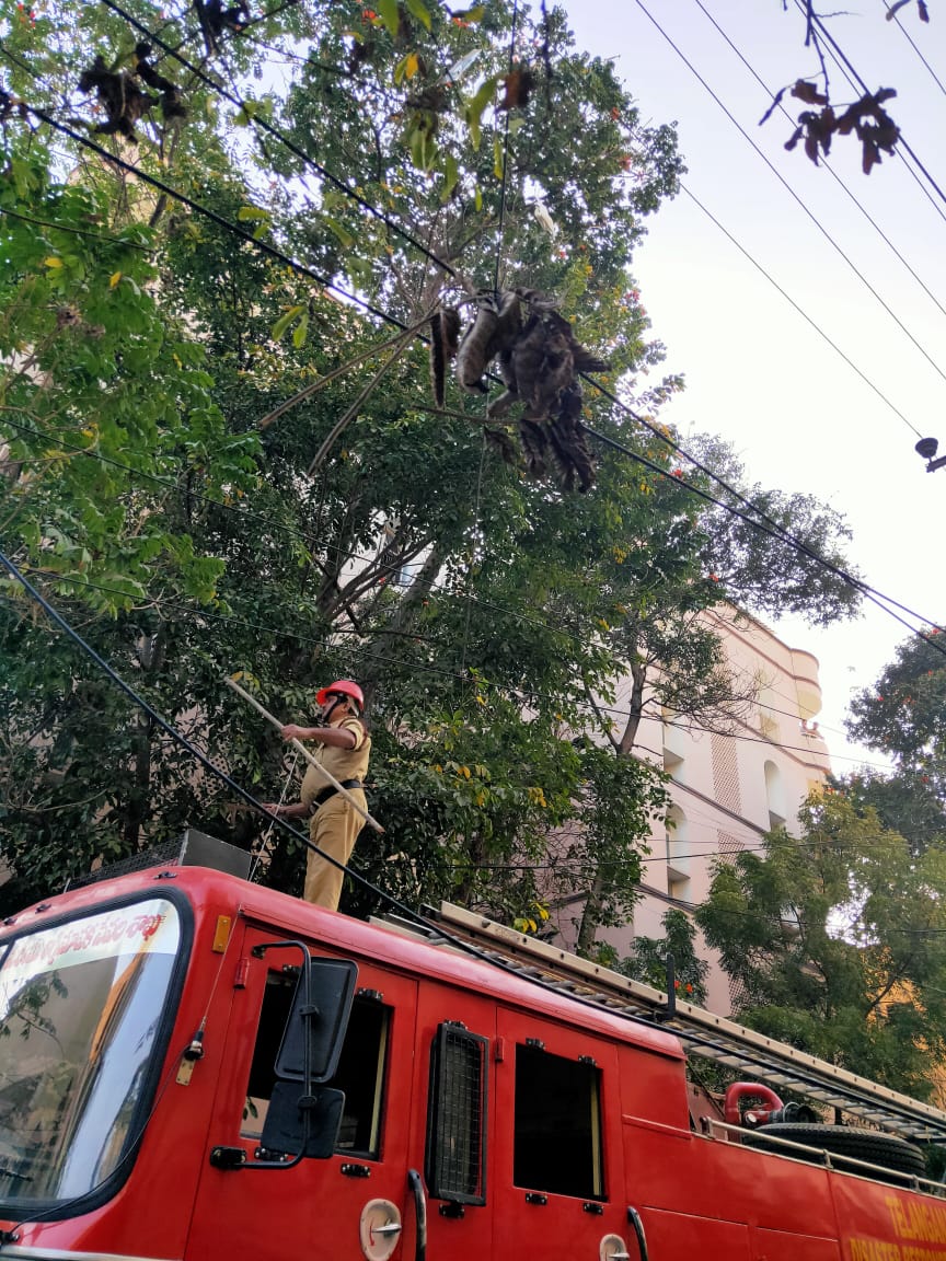 Eagle ans stork got injured due to china manja in Hyderabad