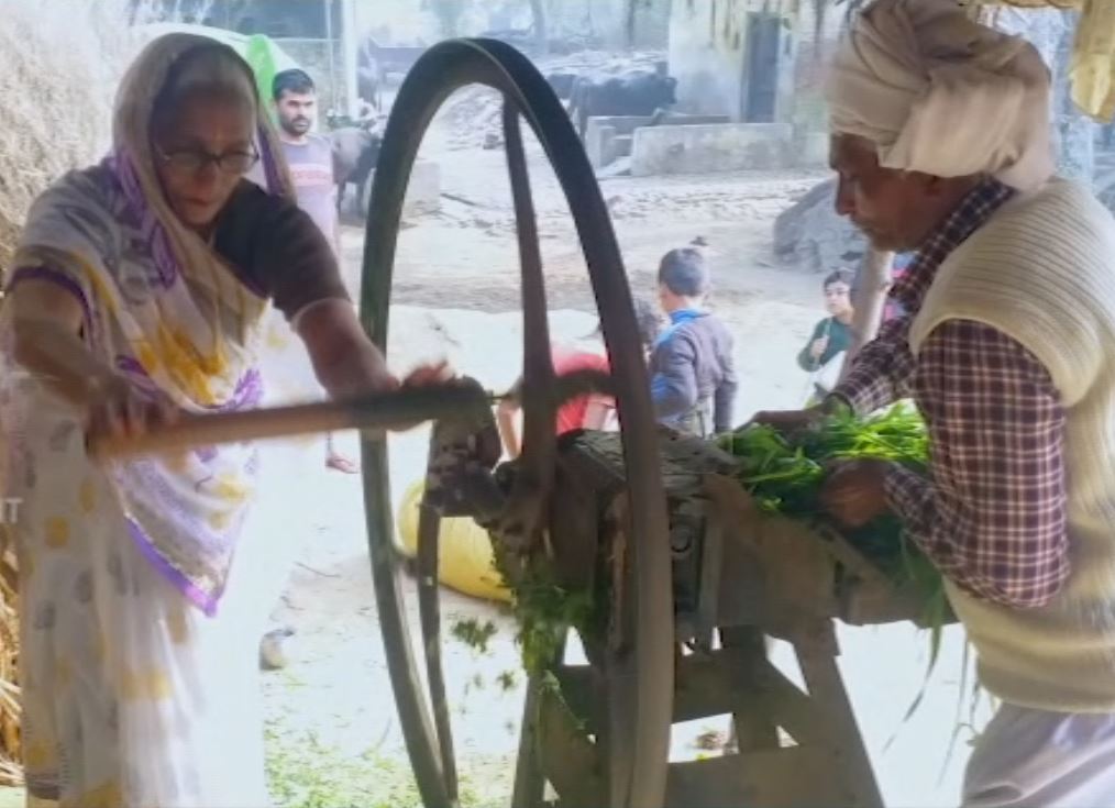 62 YEAR OLD UP WOMAN PEDDLES TO SELL MILK