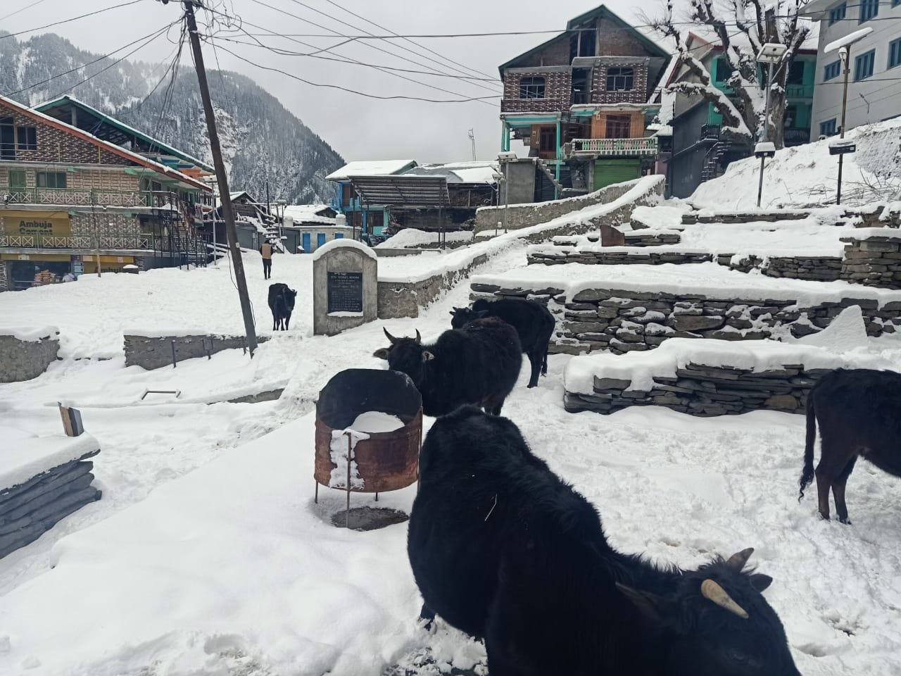 blanket of snow in Himachal Pradesh