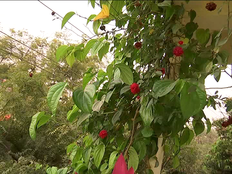 beautiful-incident-betel-and-rose-growing-together-at-home-hanmakonda-in-warangal-urban-district