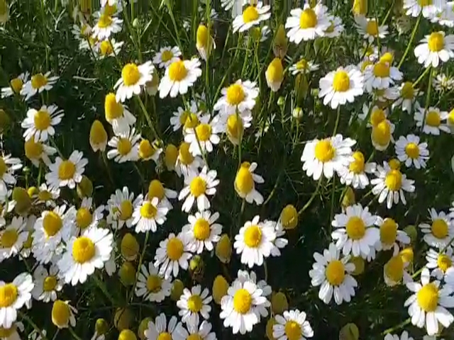 Jodhpur CAZRI, Chamomile cultivation