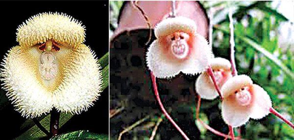 Flowers in different shapes like monkey and huma face