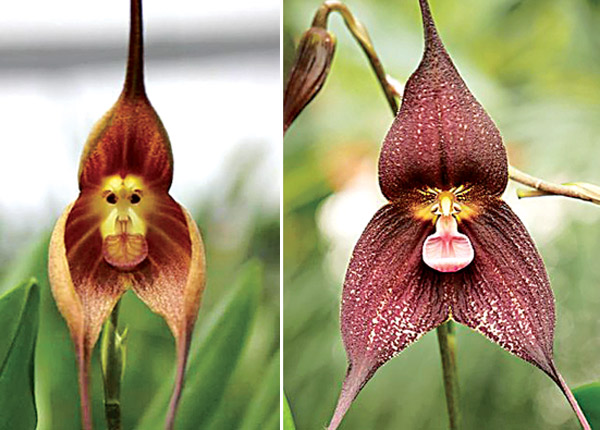 Flowers in different shapes like monkey and huma face