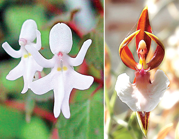 Flowers in different shapes like monkey and huma face