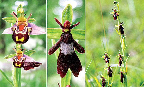 Flowers in different shapes like monkey and huma face