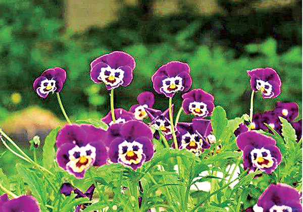 Flowers in different shapes like monkey and huma face