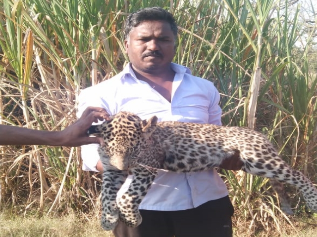 cheetah died at mandya