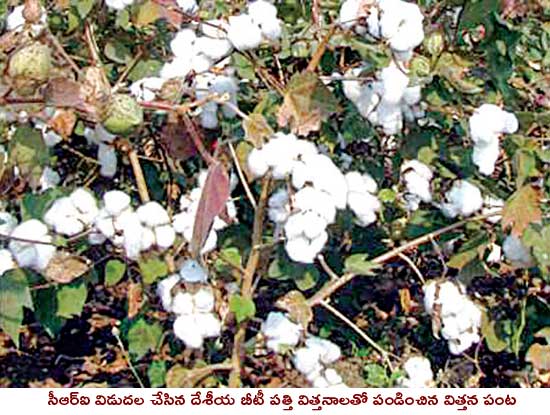 Cotton crop