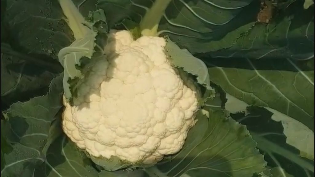 colorful cauliflower