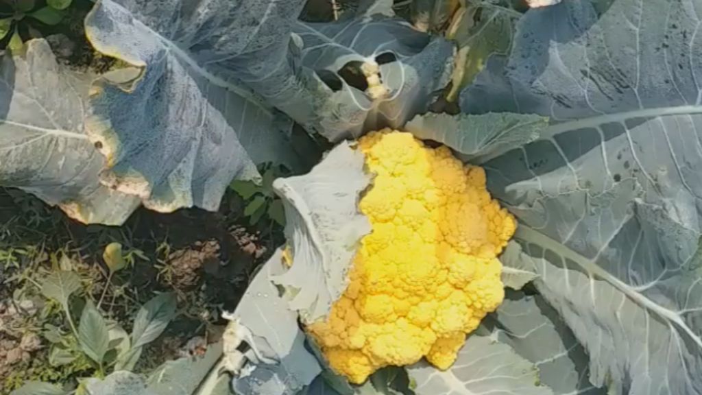 colorful cauliflower