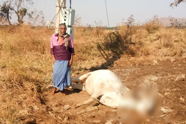 cow died due to electric shock