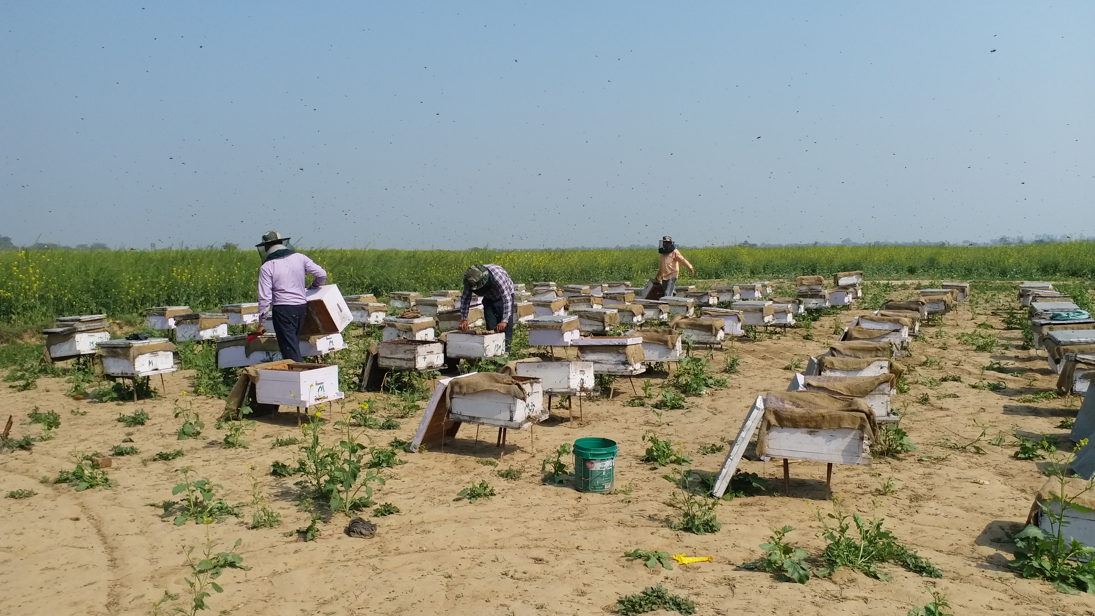 bee-keeping-business-in-nuh-district-haryana