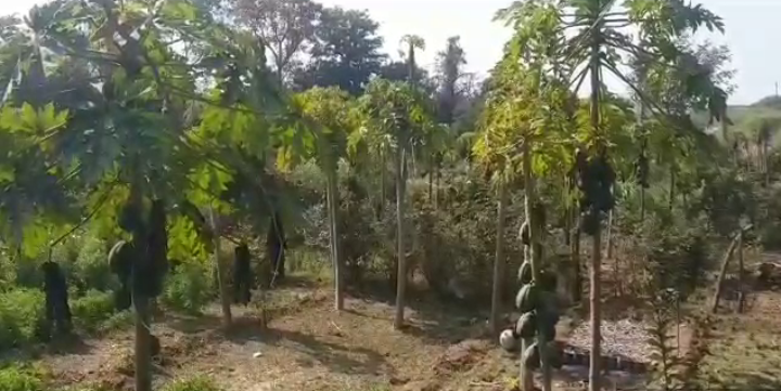 Papaya crop was destroyed