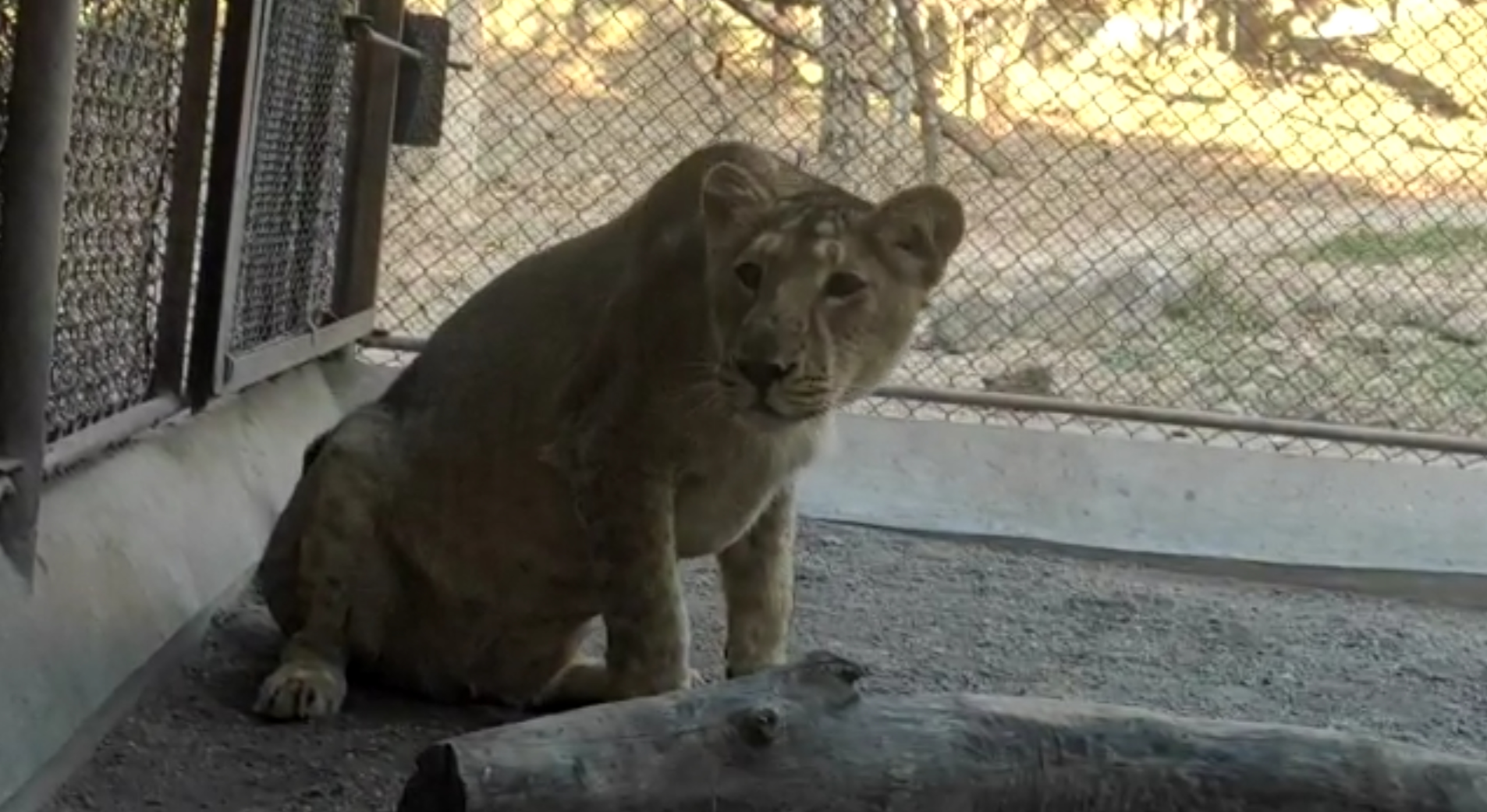 नाहरगढ़ बायोलॉजिकल पार्क जयपुर, Nahargarh Biological Park Jaipur