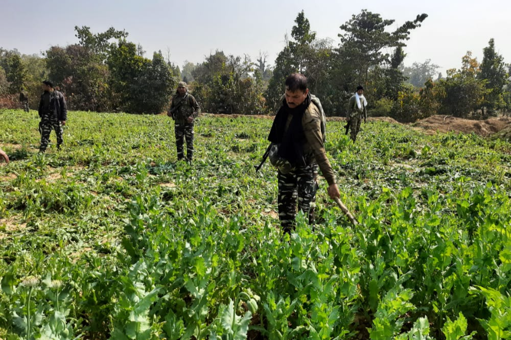 poppy crop destroyed in jamui