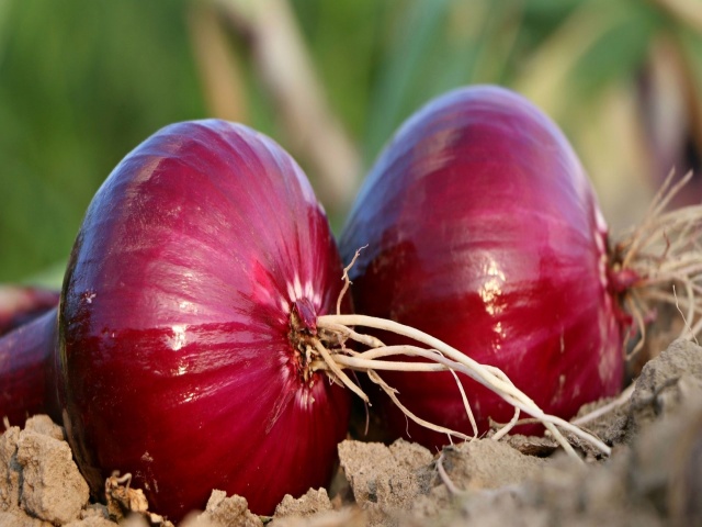 Onion juice will be beneficial