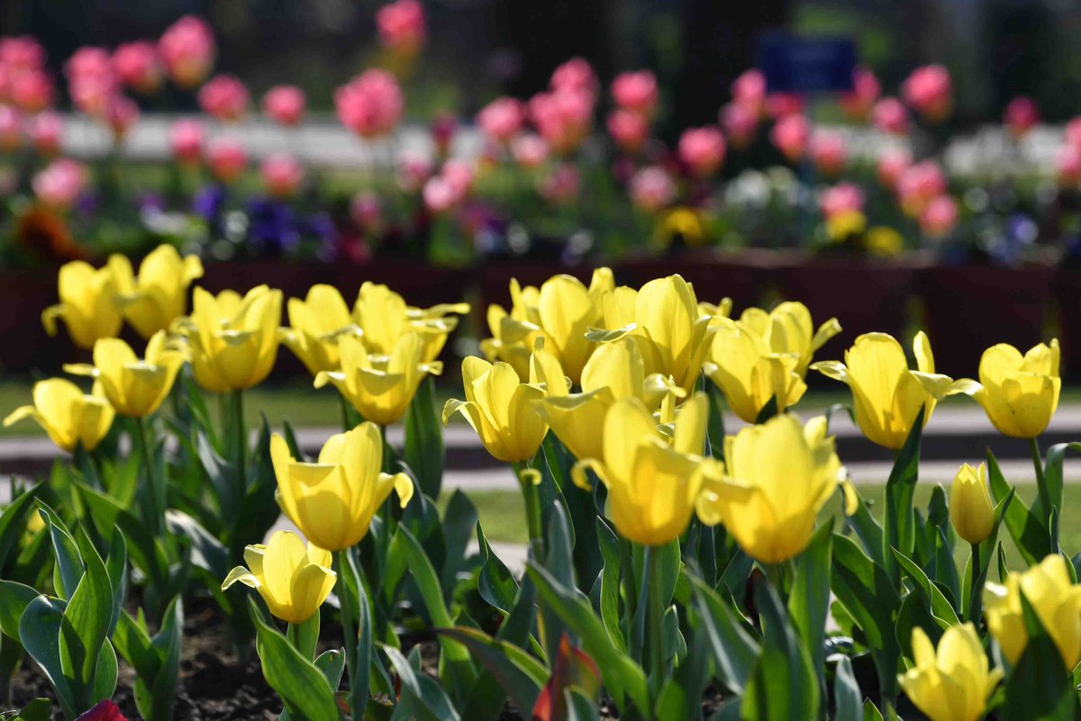 mughal gardens