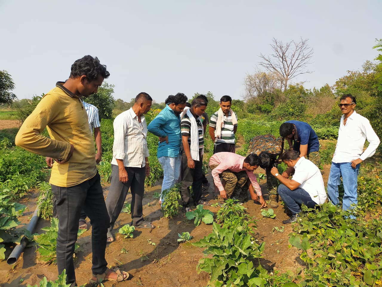 Tiger footprints Ganeshpur news