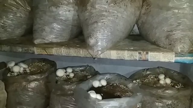 craze of mushroom cultivation, Retired RAS and RPS taking training mushroom cultivation, rajasthan agriculture, Mushroom Production in Rajasthan, Mushroom Production Training, Mushroom production training at Durgapura Agricultural Research Center, Durgapura Agricultural Research Center