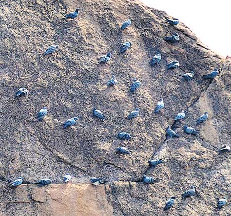 near the Devarakadra Lake in the Mahabubnagar District pigeons sit where there are no nests