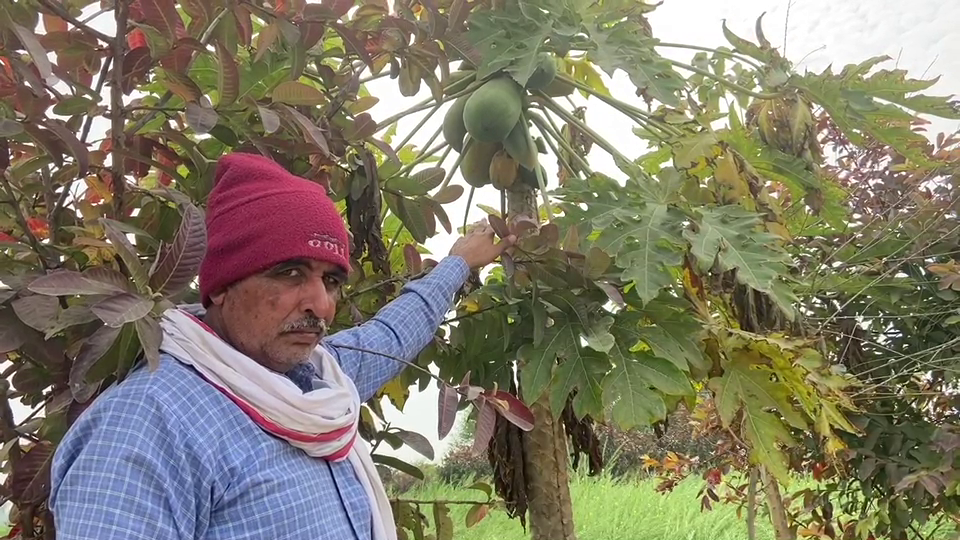 Farming made profit business