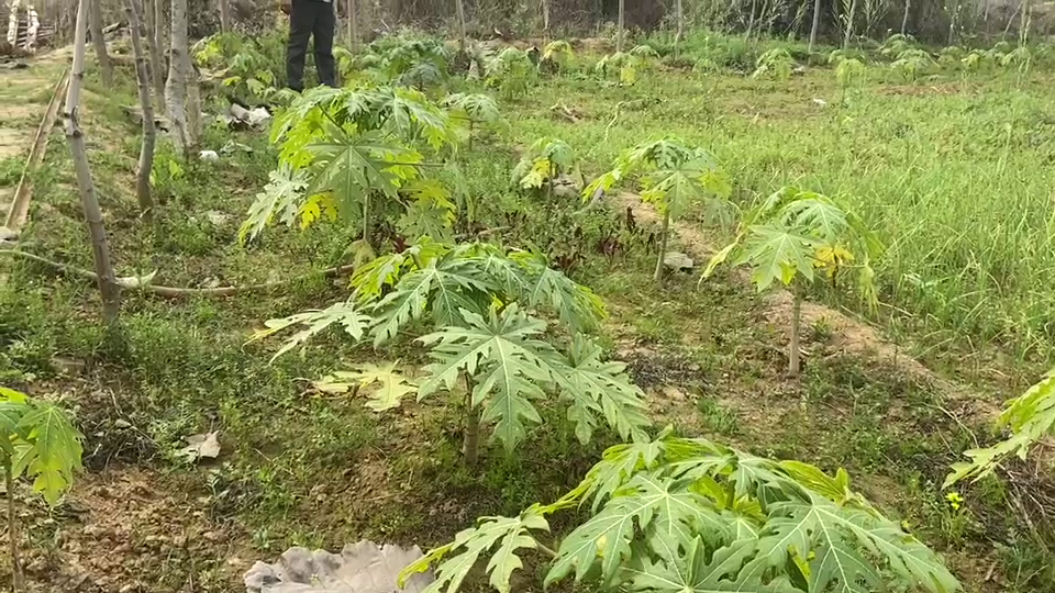 Papaya cultivation