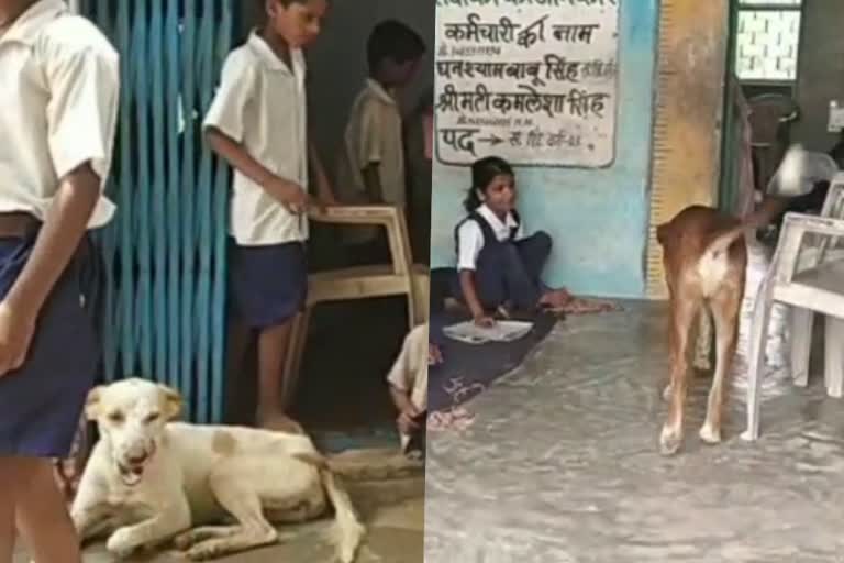 cases-of-biting-people-by-stray-dogs-increased-rapidly-in-madhya-pradesh