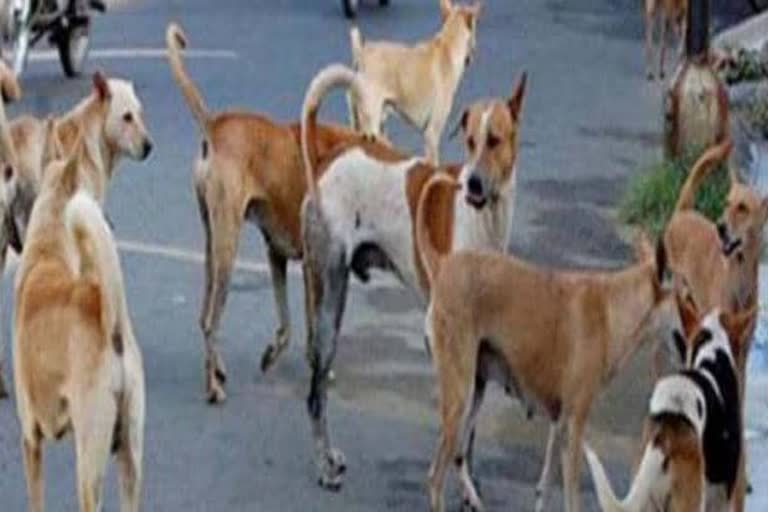 cases-of-biting-people-by-stray-dogs-increased-rapidly-in-madhya-pradesh