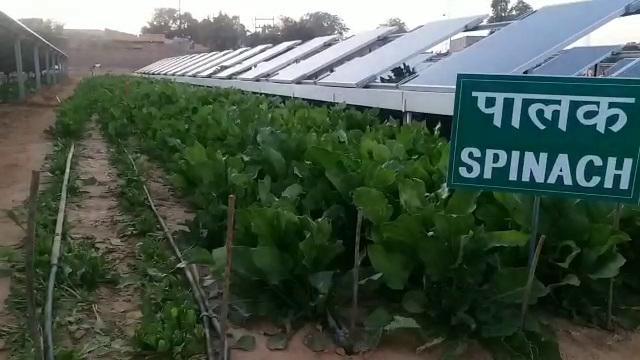 double income from solar farming, solar farming jodhpur,  केंद्रीय शुष्क क्षेत्र अनुसंधान संस्थान काजरी जोधपुर,  काजरी संस्थान जोधपुर,  कुसुम योजना राजस्थान,  Central Arid Zone Research Institute, Kazri Jodhpur,  Kazri Institute Jodhpur, Kusum Yojana Rajasthan