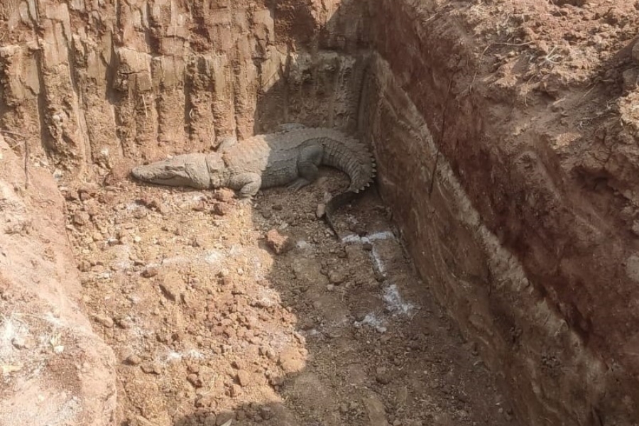 forest-officers-captured-a-crocodile-in-pillar-pit-in-vikarabad-district