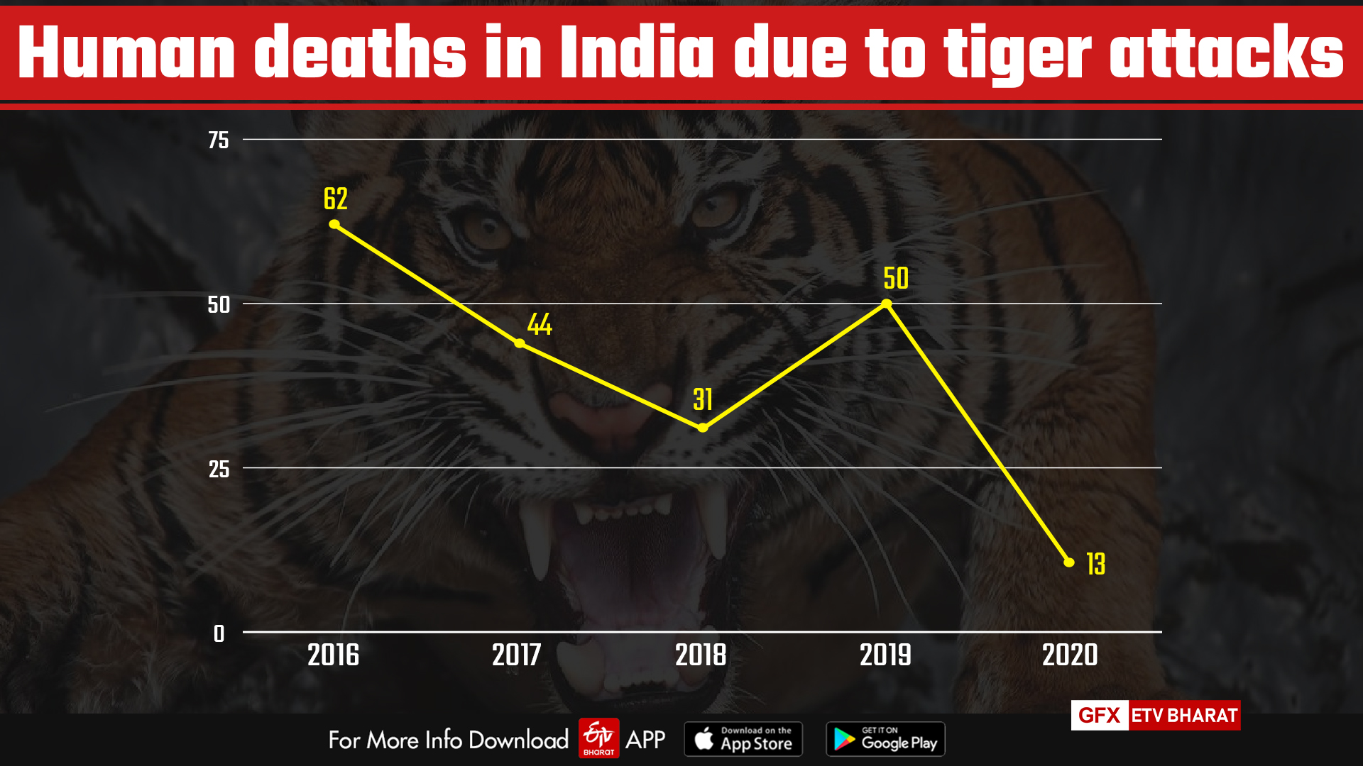 tiger attack in India