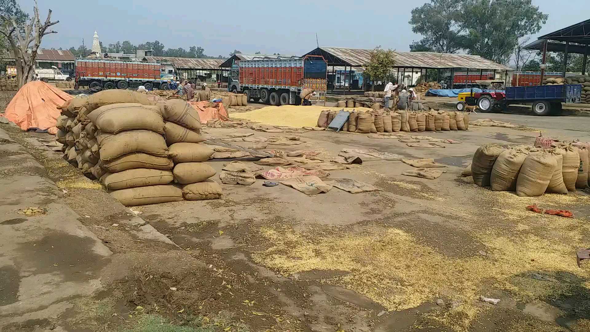 Damage to gram lentil crops due to hail in sagar