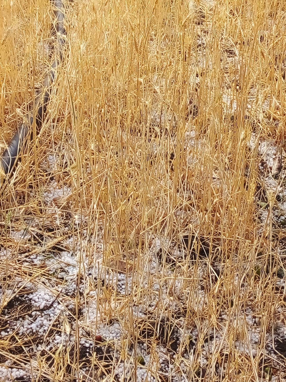 Damage to gram lentil crops due to hail in sagar