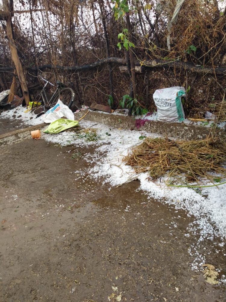 Damage to gram lentil crops due to hail in sagar