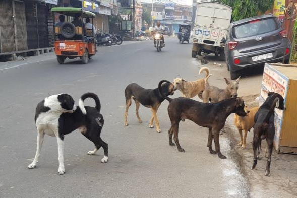 terror of street dogs in patna