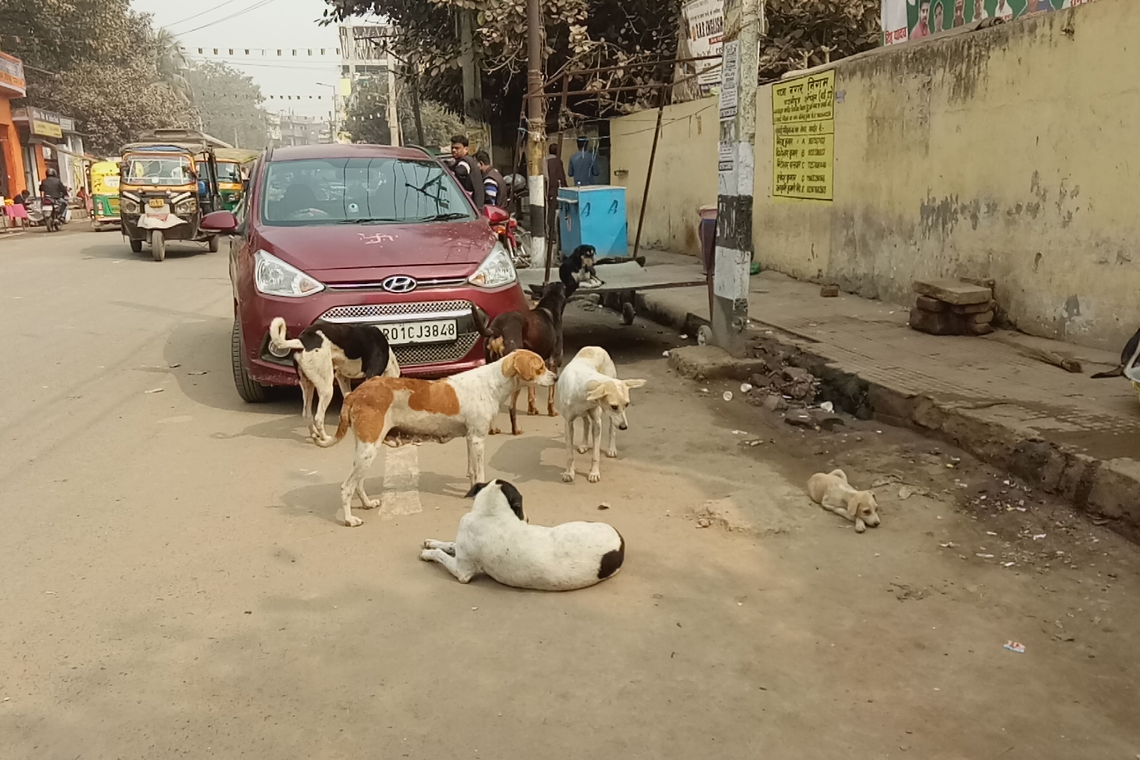 terror of street dogs in patna