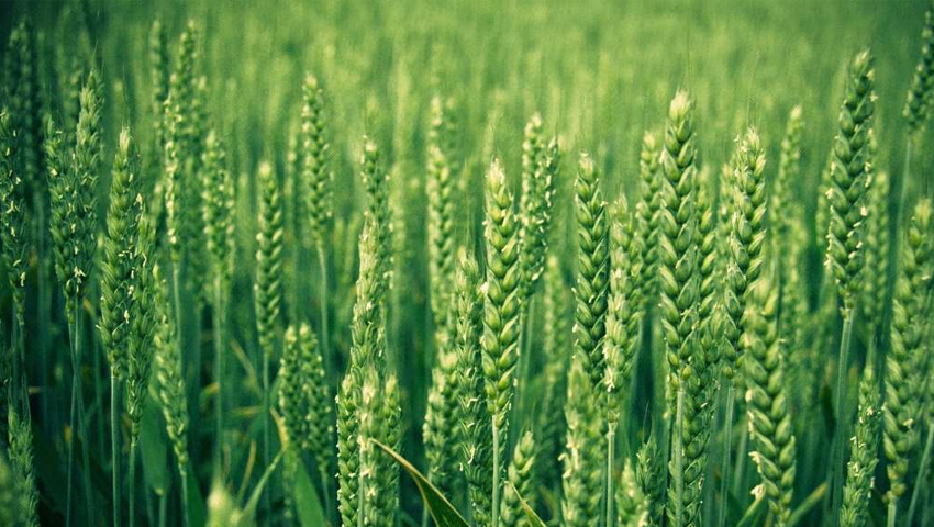 Pali' Farmers produce purple, green and black wheat, बैगनी, हरा और काले गेहूं का उत्पादन