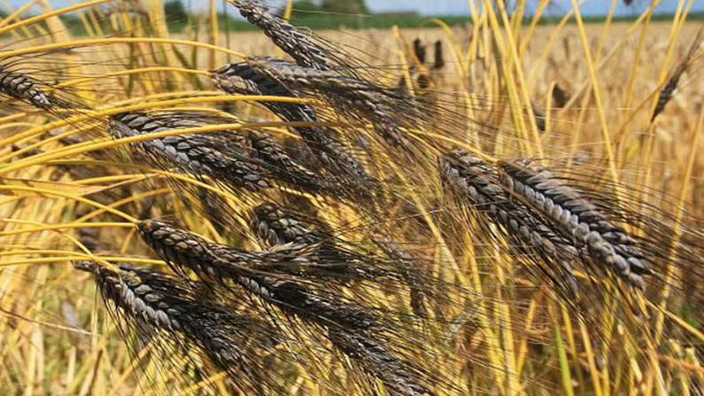 Pali' Farmers produce purple, green and black wheat, बैगनी, हरा और काले गेहूं का उत्पादन