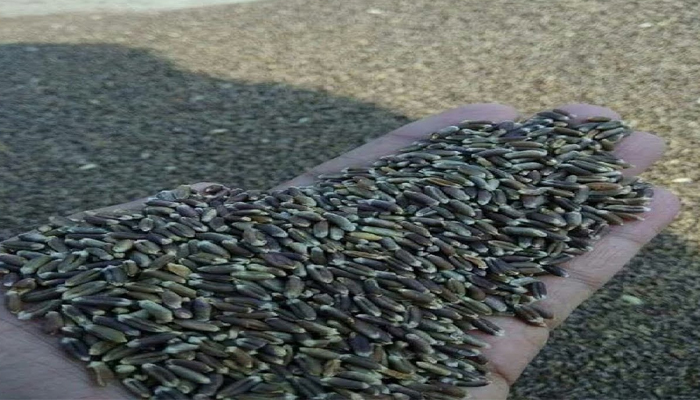 Pali' Farmers produce purple, green and black wheat, बैगनी, हरा और काले गेहूं का उत्पादन