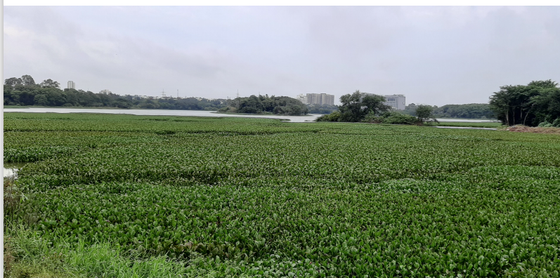 Hebbal lake completely covered with water hyacinth