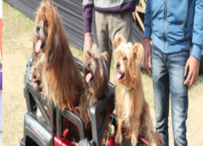 Dog show organized in Raipur today