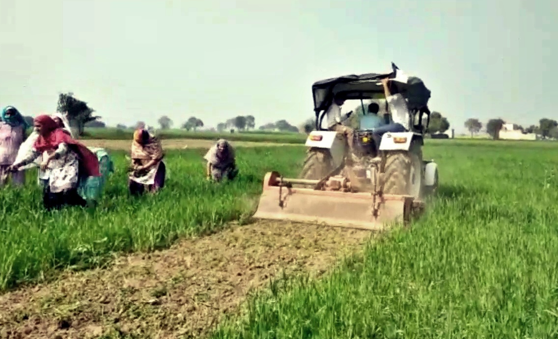 farmers destroyed wheat crops in jind after rakesh tikait appeal