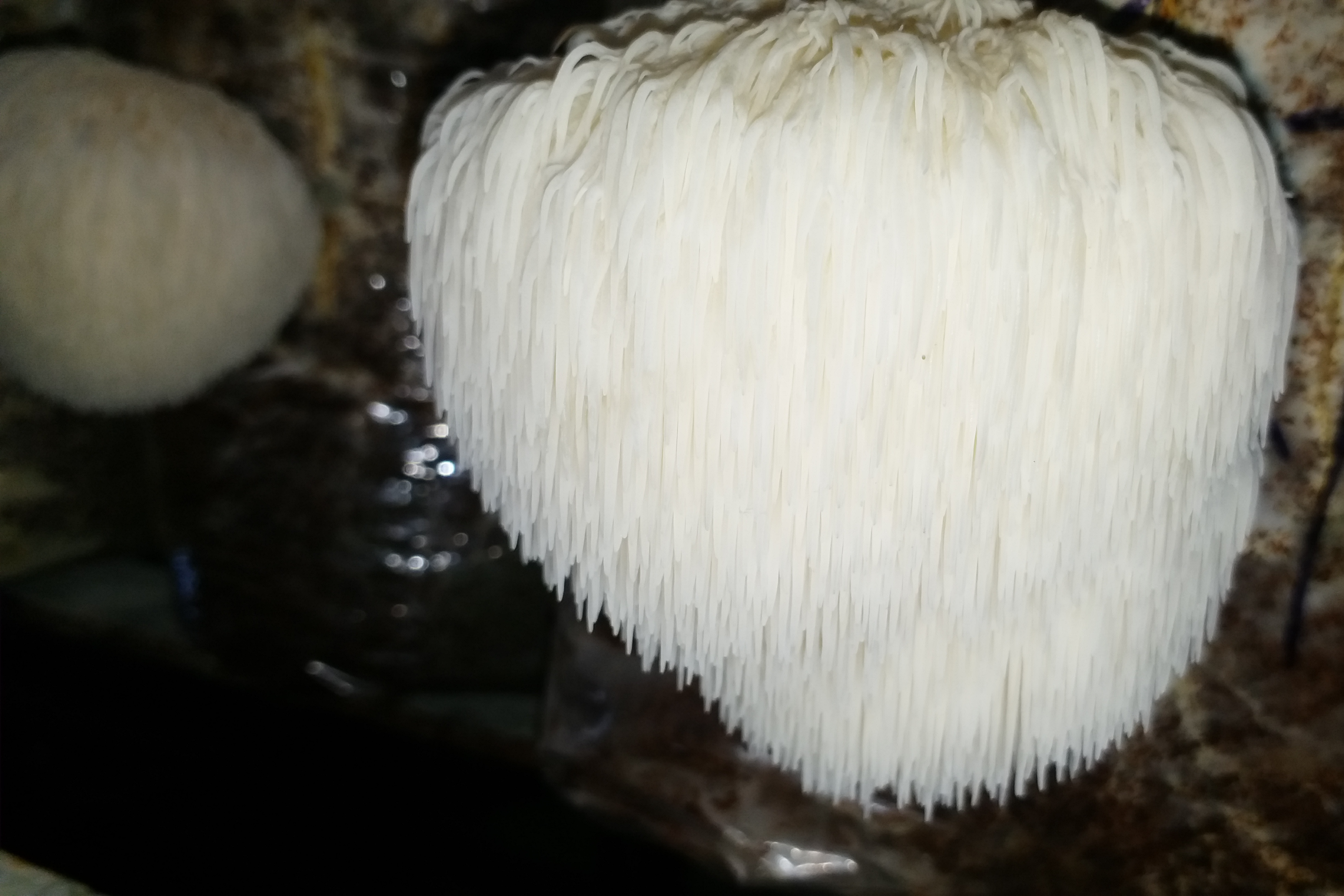 Hiracium Mushroom