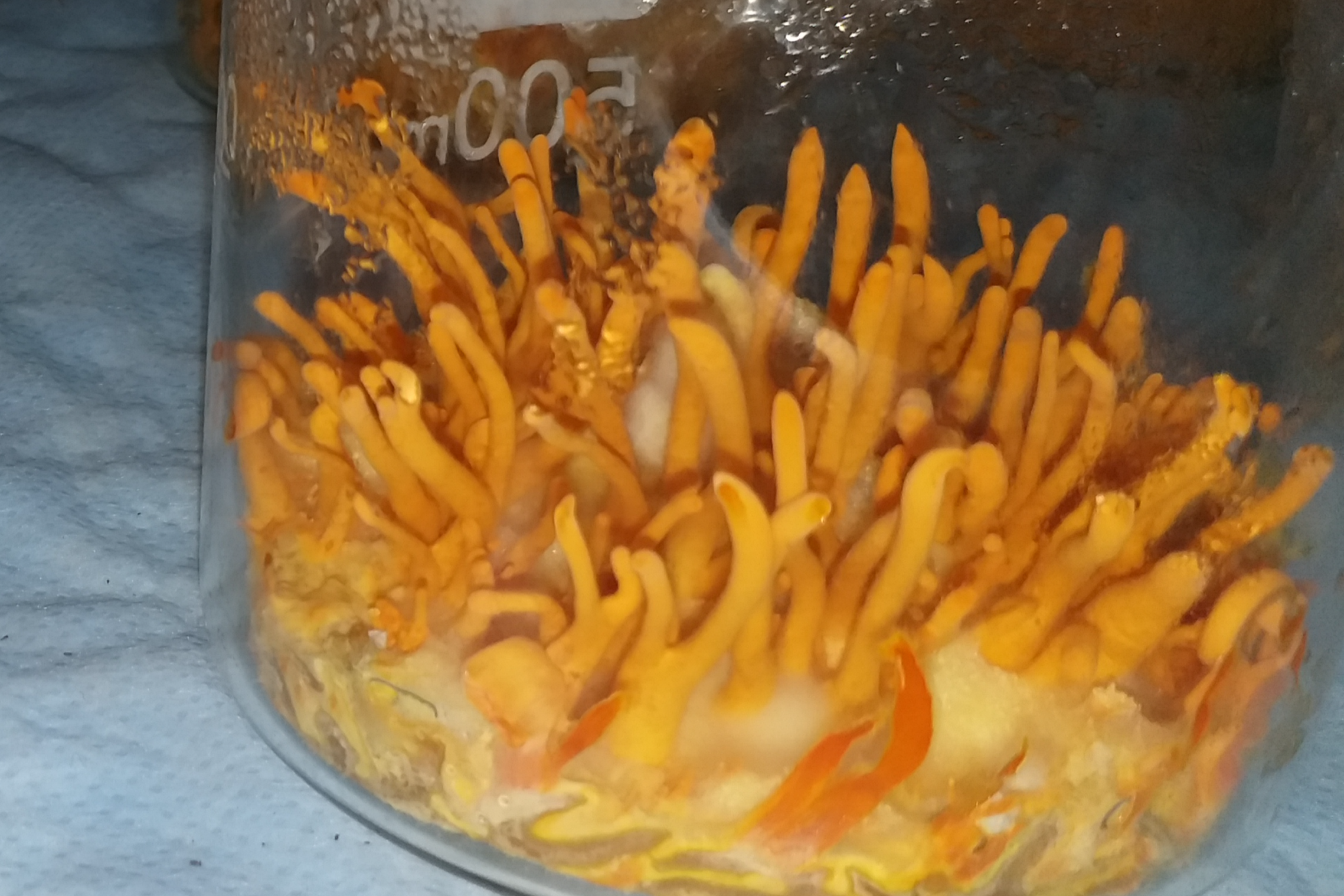 Cordyceps Milterius Mushroom